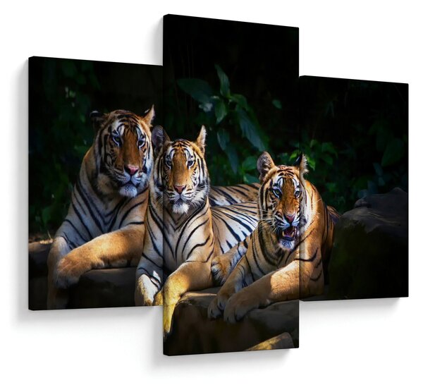 Slika - Tiger bratje (90x60 cm)