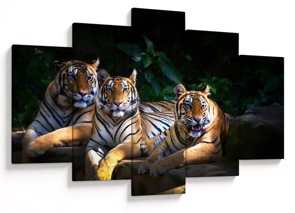Slika - Tiger bratje (150x105 cm)