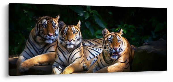 Slika - Tiger bratje (120x50 cm)