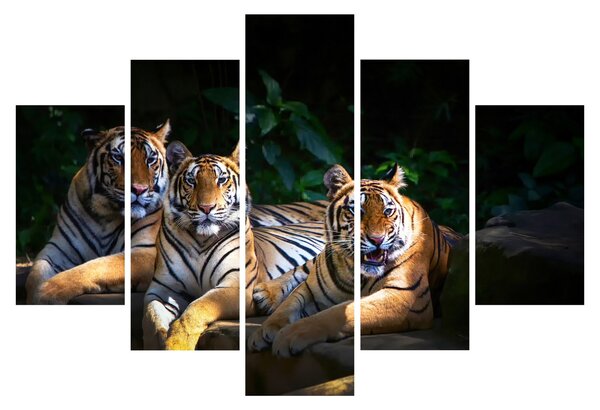 Slika - Tiger bratje (150x105 cm)