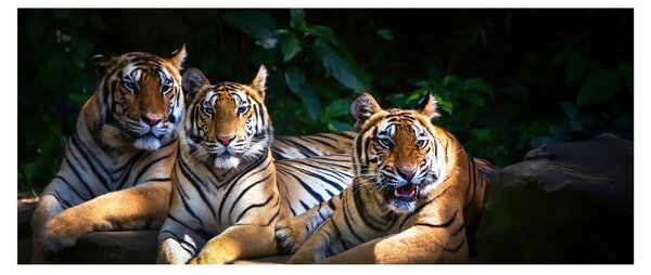 Slika - Tiger bratje (120x50 cm)