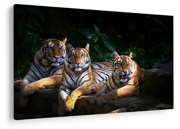 Slika - Tiger bratje (90x60 cm)