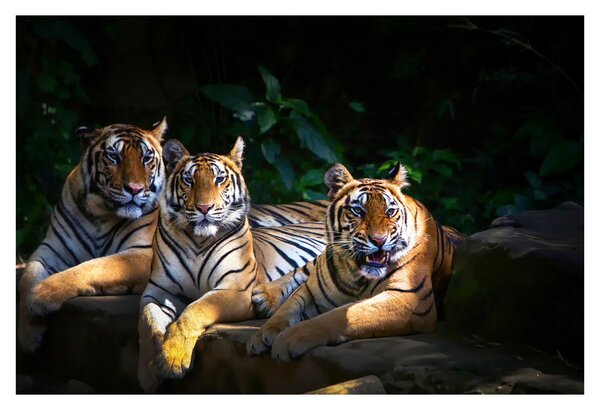 Slika - Tiger bratje (90x60 cm)