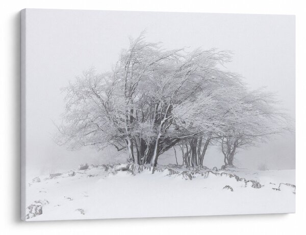 Slika - Bela zima (70x50 cm)