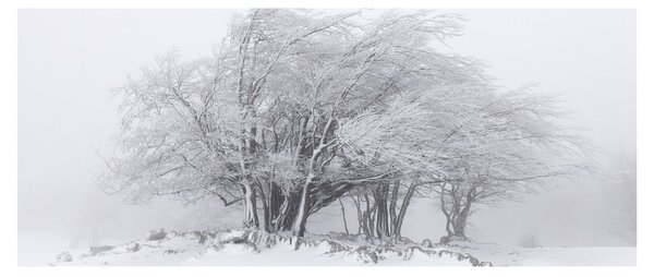 Slika - Bela zima (120x50 cm)