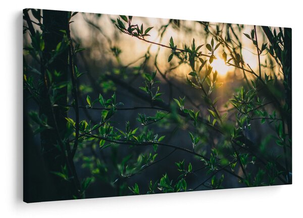 Slika sunca koje sja kroz grančice drveća (90x60 cm)