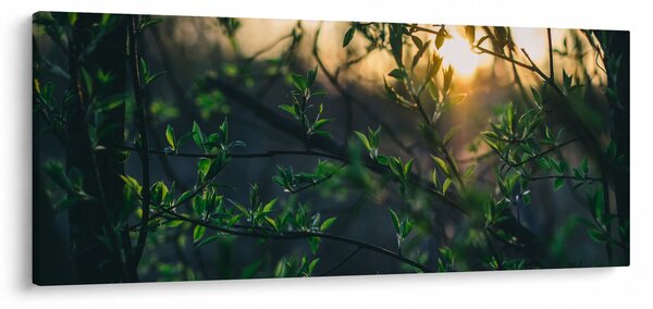 Slika sunca koje sja kroz grančice drveća (120x50 cm)
