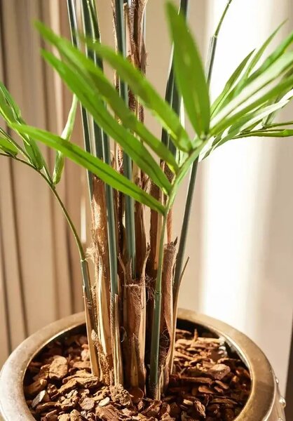 Palma Kentia 270 cm - Kentia - 261 - 300 cm