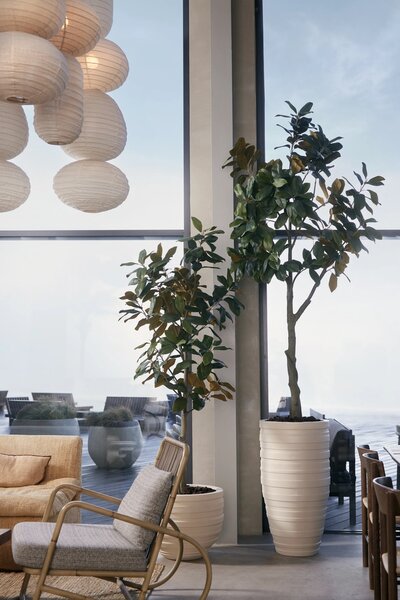 Magnolia Denudata umjetno stablo 180 cm