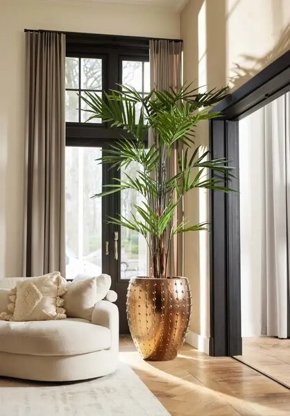 Palma Kentia 270 cm - Kentia - 261 - 300 cm