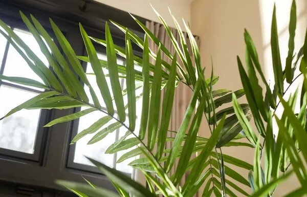 Palma Kentia 270 cm - Kentia - 261 - 300 cm