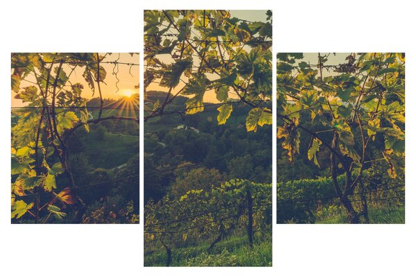 Slika - Vinograd (90x60 cm)