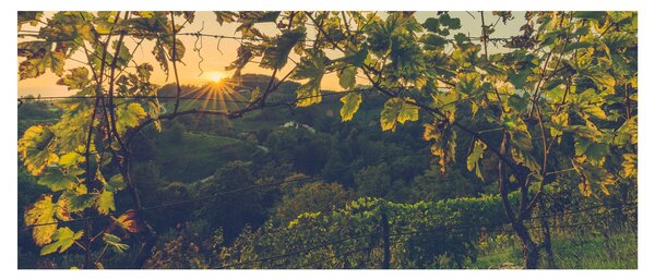 Slika - Vinograd (120x50 cm)