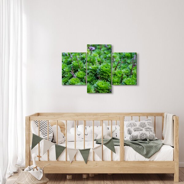 Slika sukulenata (90x60 cm)