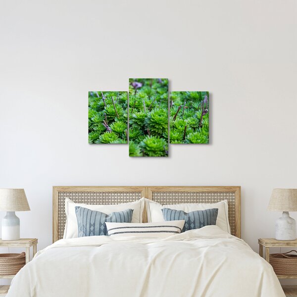 Slika sukulenata (90x60 cm)
