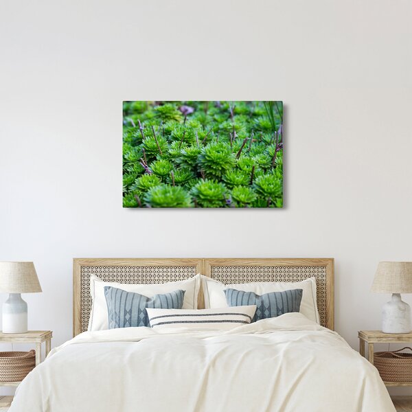 Slika sukulenata (90x60 cm)