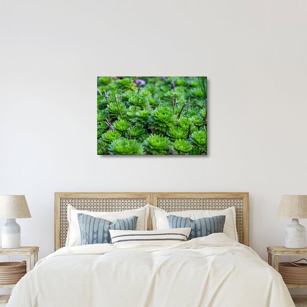 Slika sukulenata (70x50 cm)