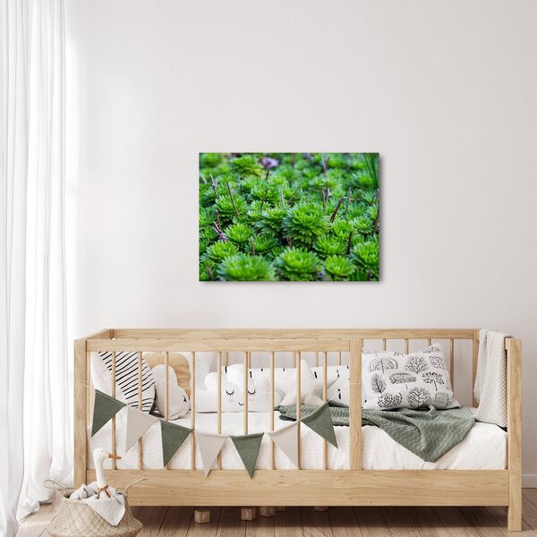 Slika sukulenata (70x50 cm)