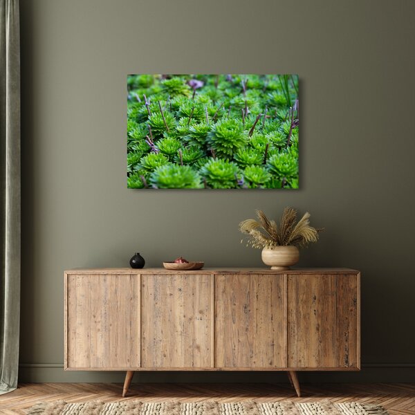 Slika sukulenata (90x60 cm)