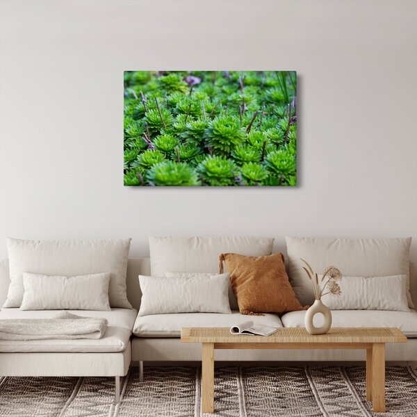 Slika sukulenata (90x60 cm)