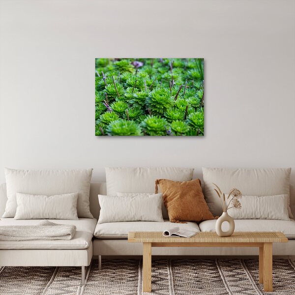Slika sukulenata (70x50 cm)