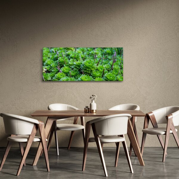 Slika sukulenata (120x50 cm)