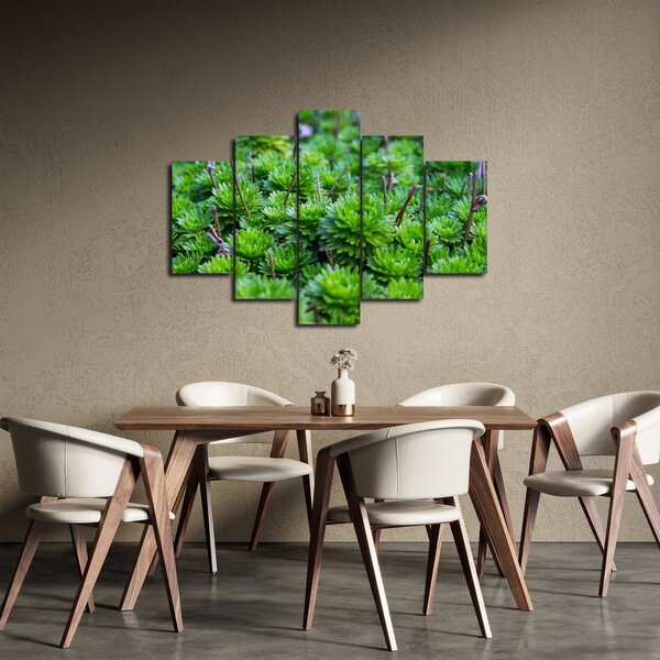 Slika sukulenata (150x105 cm)