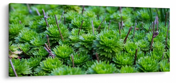 Slika sukulenata (120x50 cm)