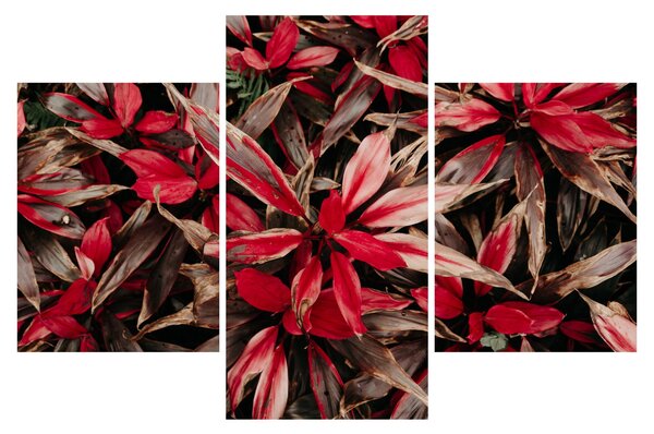 Slika crvenih latica (90x60 cm)