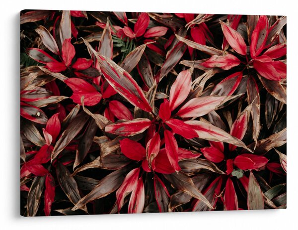 Slika crvenih latica (70x50 cm)