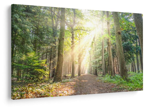 Slika staze u šumi (90x60 cm)