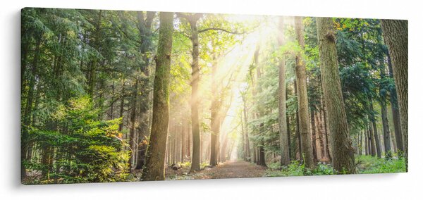 Slika staze u šumi (120x50 cm)