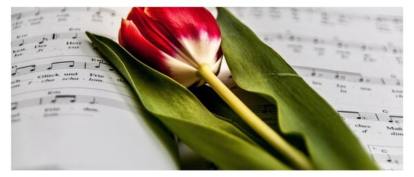 Slika crvenog tulipana (120x50 cm)