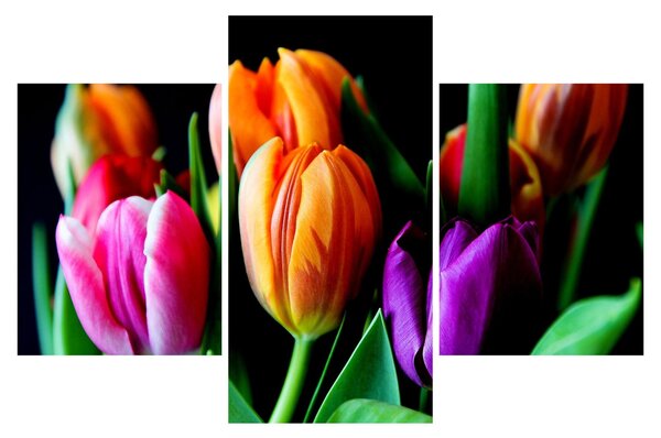 Slika tulipana na crnoj pozadini (90x60 cm)