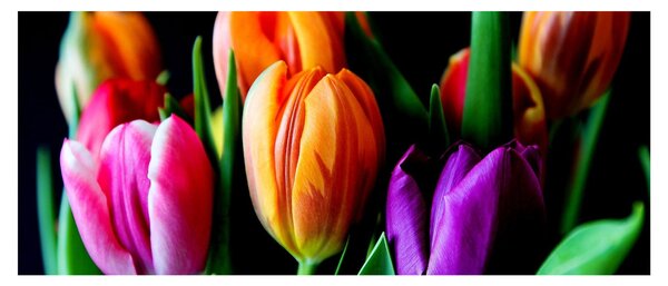 Slika tulipana na crnoj pozadini (120x50 cm)