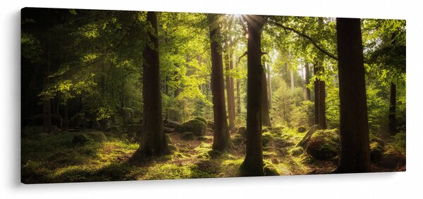 Slika šume snova (120x50 cm)