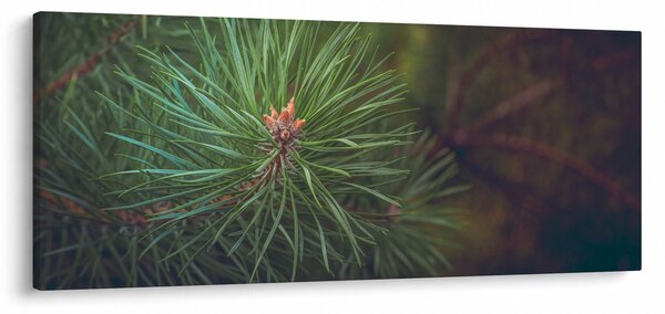 Slika - Detalj stabla bora (120x50 cm)