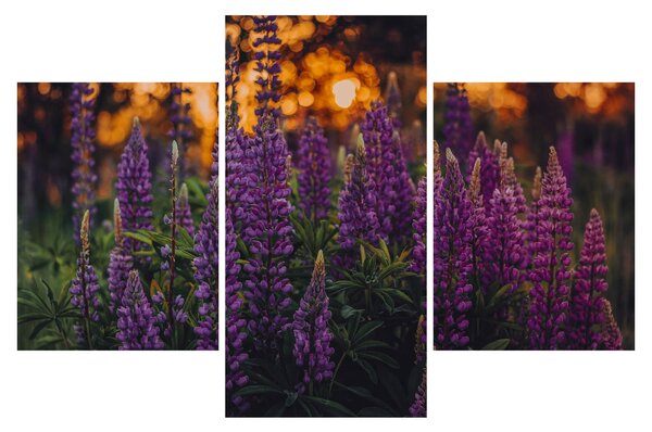 Slika cvjetova lupine (90x60 cm)