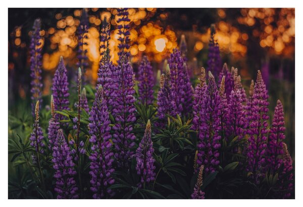Slika cvjetova lupine (90x60 cm)