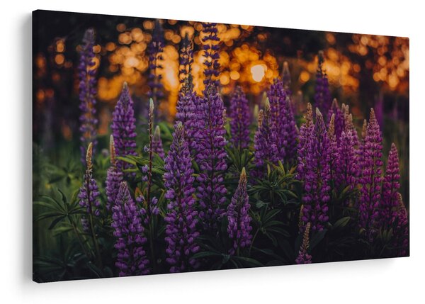 Slika cvjetova lupine (90x60 cm)