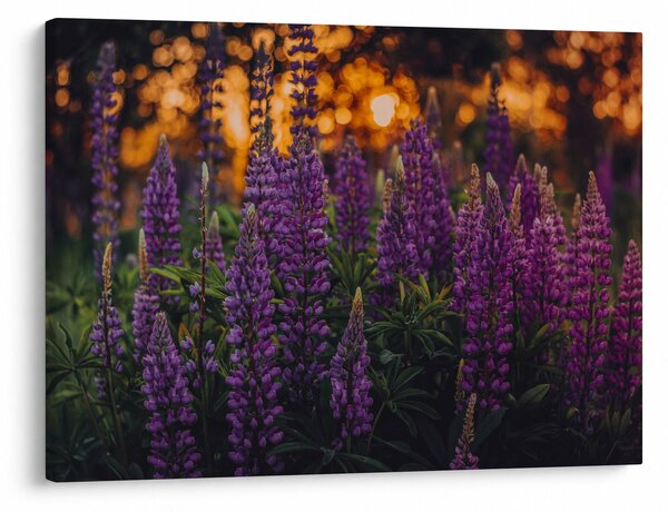Slika cvjetova lupine (70x50 cm)