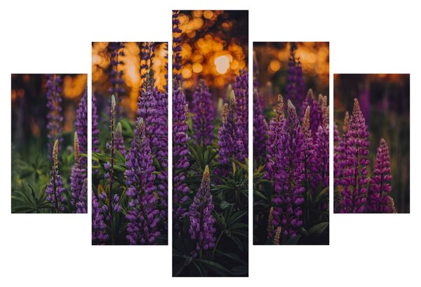 Slika cvjetova lupine (150x105 cm)