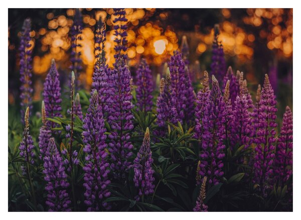 Slika cvjetova lupine (70x50 cm)
