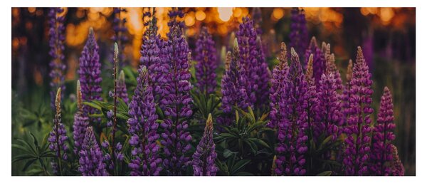 Slika cvjetova lupine (120x50 cm)