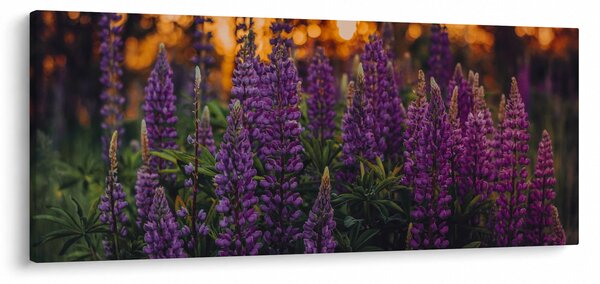 Slika cvjetova lupine (120x50 cm)