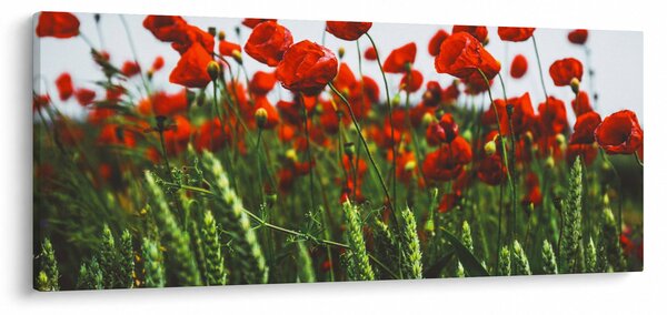 Slika maka na vjetru (120x50 cm)
