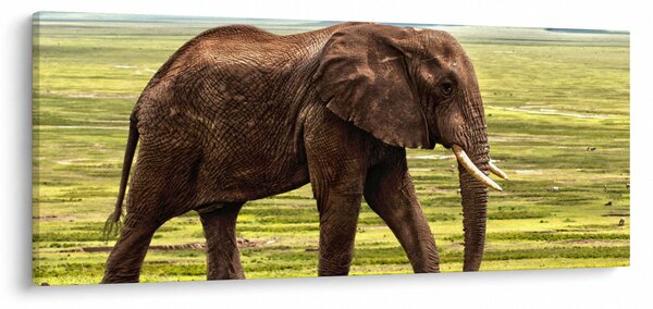 Slika slona (120x50 cm)