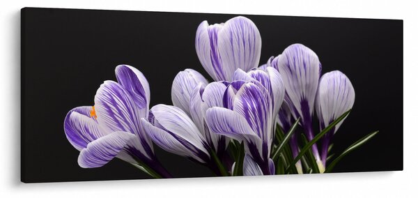 Slika - Ljubičasti krokusi (120x50 cm)
