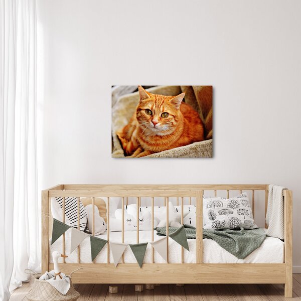 Slika mačke koja leži (70x50 cm)
