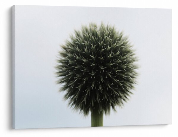 Slika cvjetne kugle (70x50 cm)